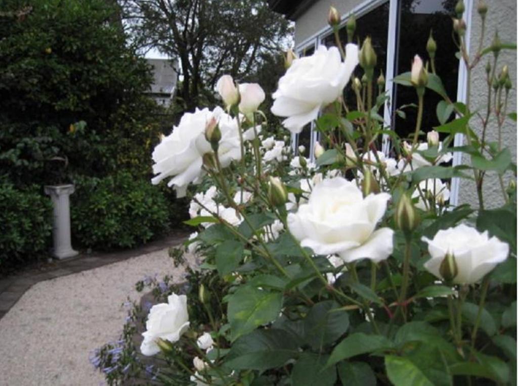 Finlay Banks Boutique Bed & Breakfast Christchurch Kültér fotó